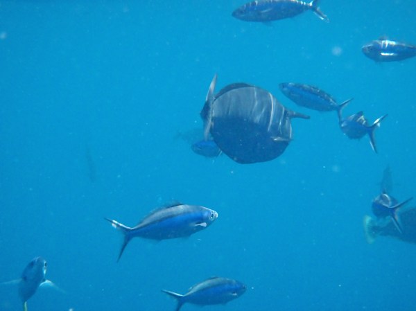 Unicorn Fish Schooling