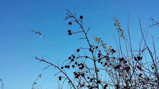 Gulls Over Puget Sound Through Winter Branches