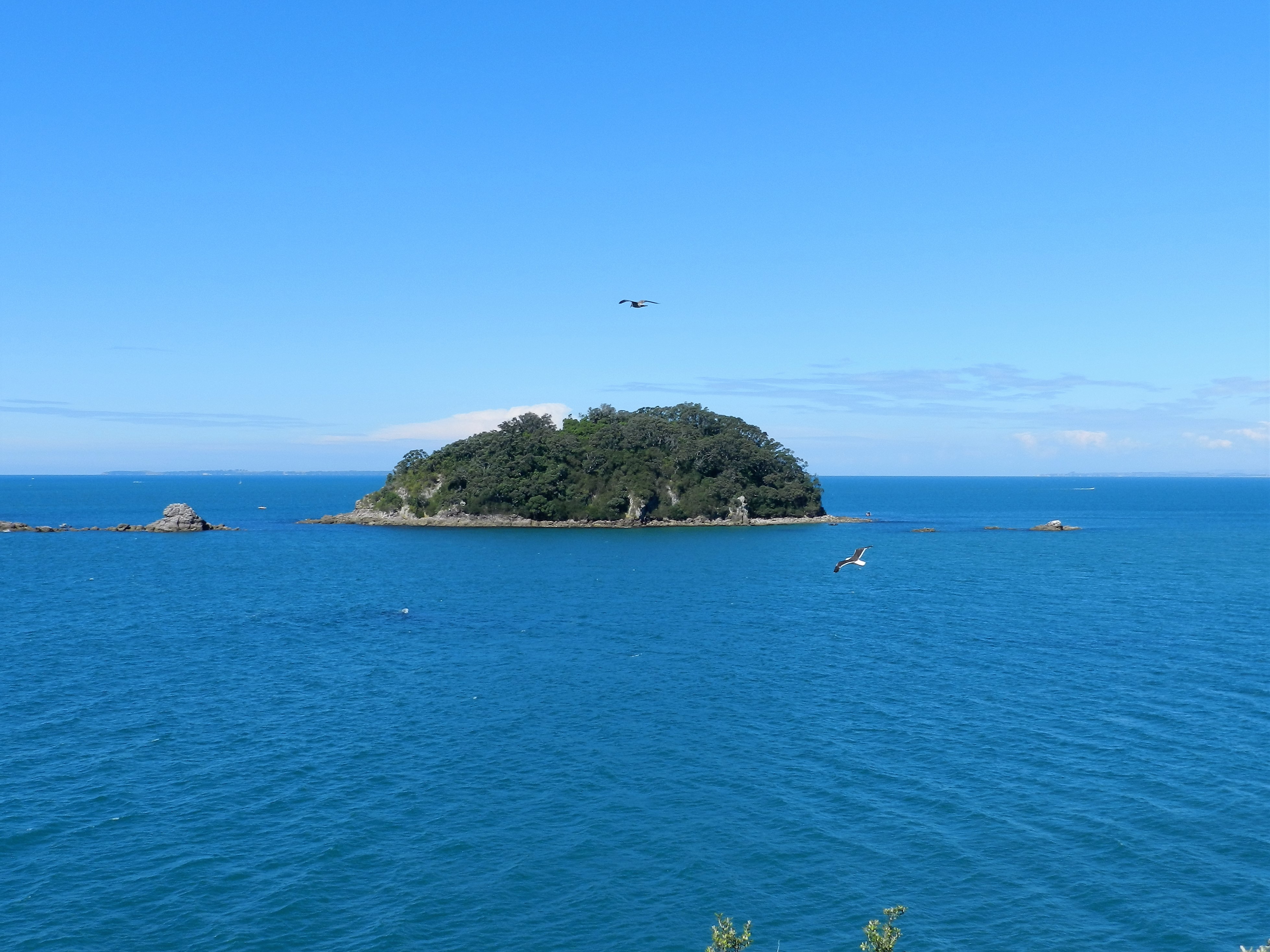 Motuotau Island, Tauranga, 2013 Jan.March