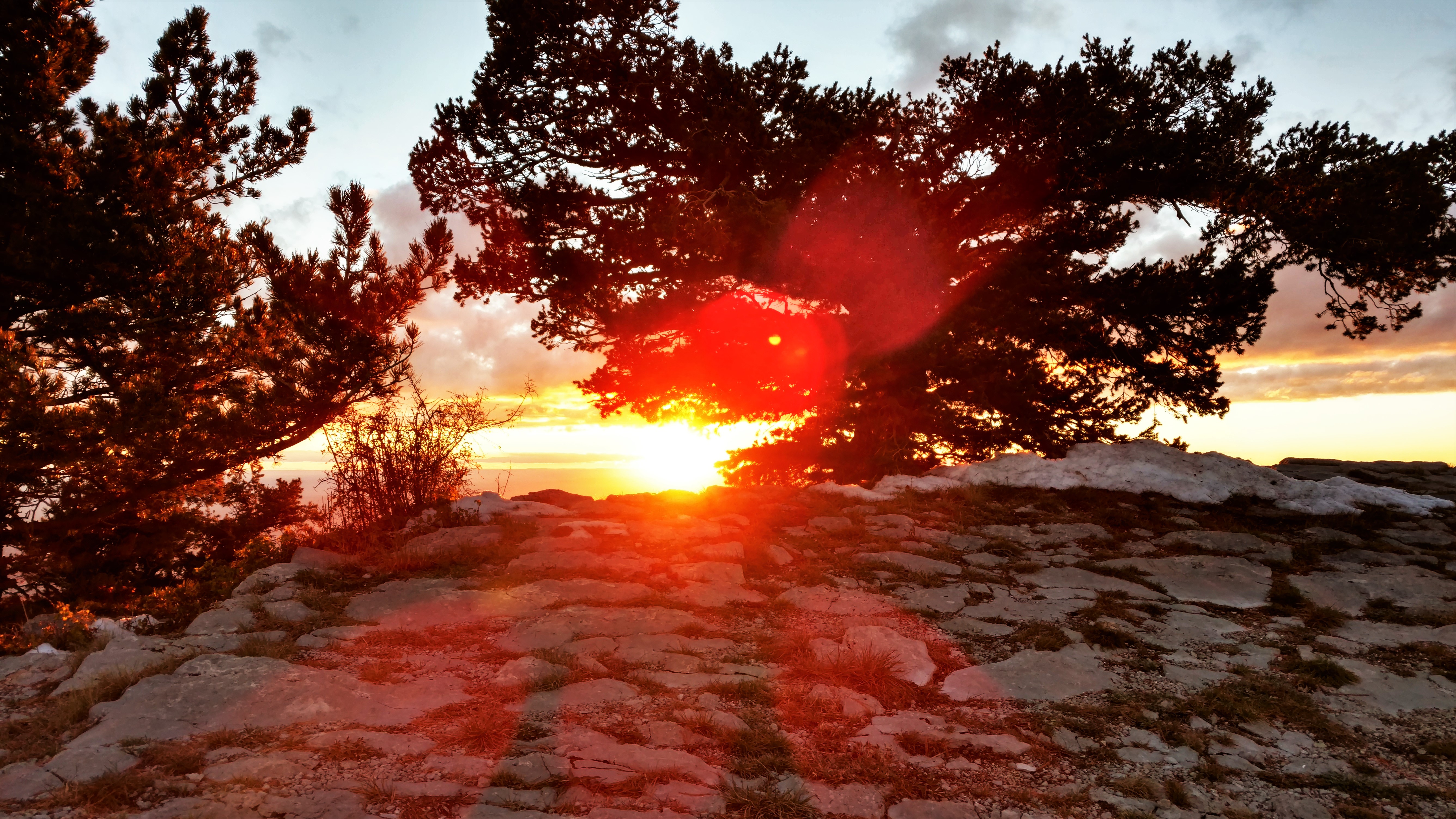 Sandia Sunset through Trees